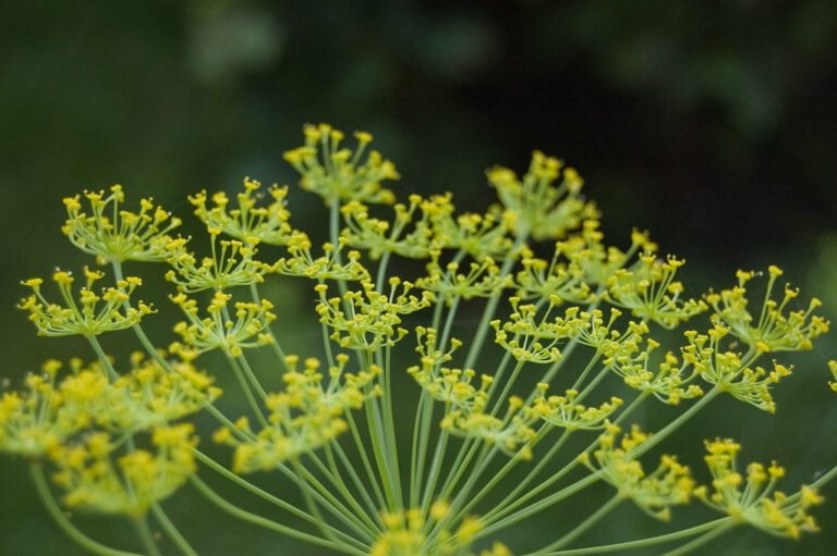 Clusters of yellow dill flowers with a shallow depth of field, highlighting the intricate umbrella-like structure of the blossoms.
