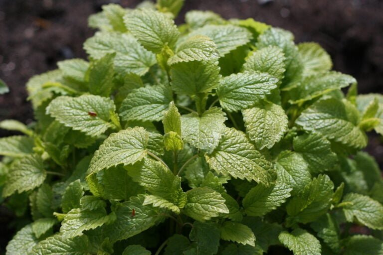 A close-up of a healthy lemon balm plant (Melissa officinalis) with bright green leaves growing in rich soil.
