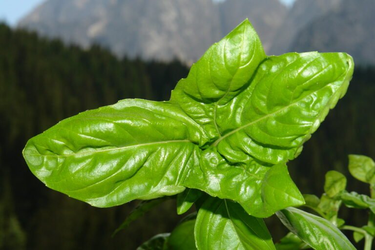 A close-up of a vibrant green basil leaf with a forest and mountain range softly out of focus in the background.