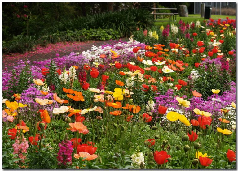 A vibrant flowerbed full of multi-colored poppies and other mixed flowers in a lush garden setting with a park bench in the background.