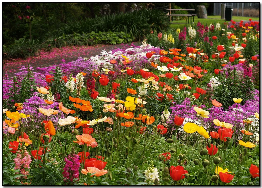 A vibrant flowerbed full of multi-colored poppies and other mixed flowers in a lush garden setting with a park bench in the background.