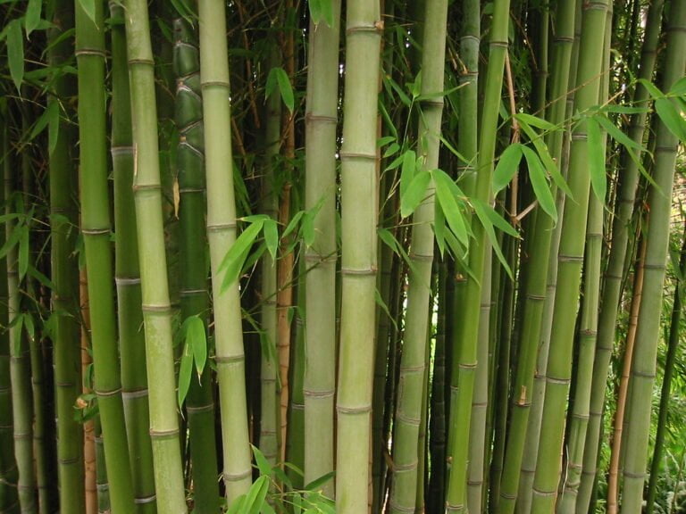A dense cluster of green bamboo stalks with leaves.