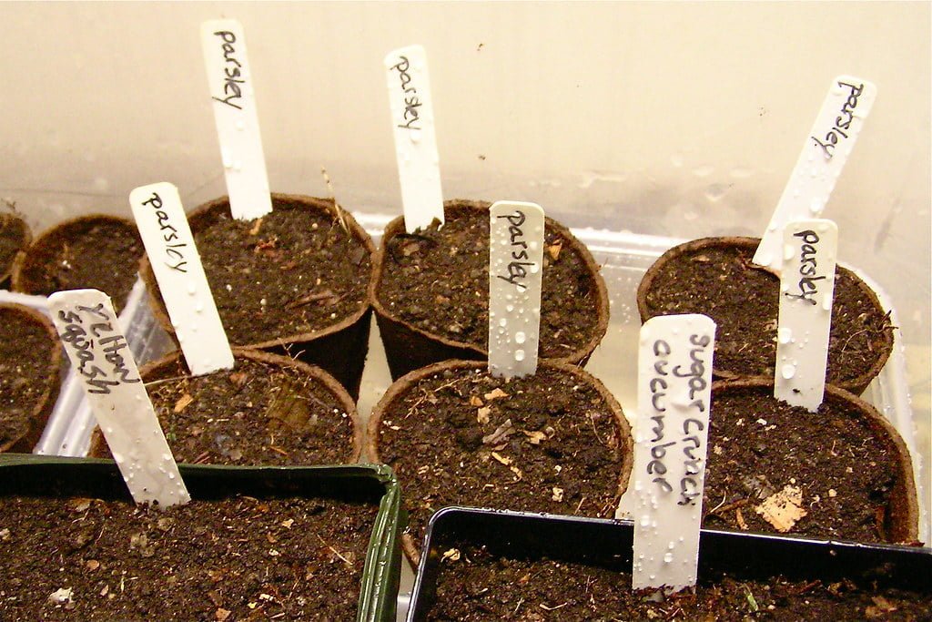 Seedlings in biodegradable pots labeled with "Parsley" and one with "Sugar Crunch Cucumber" on plant markers, placed in a plastic tray with moist soil.