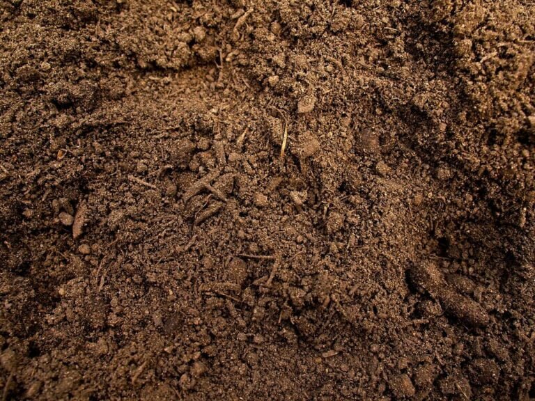 Close-up view of fertile, crumbly dark brown soil with visible small stones, roots, and organic matter.