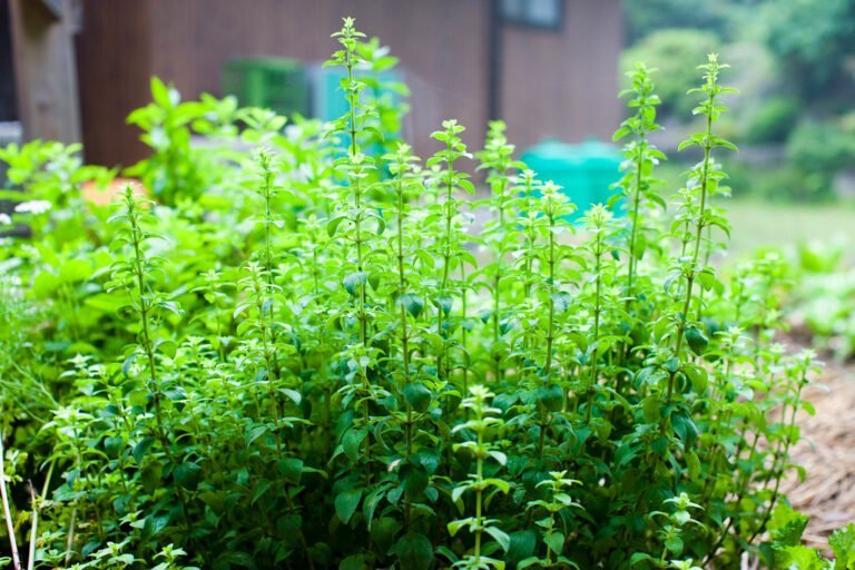 A lush patch of green oregano plants growing in a garden with a brown building in the blurred background.