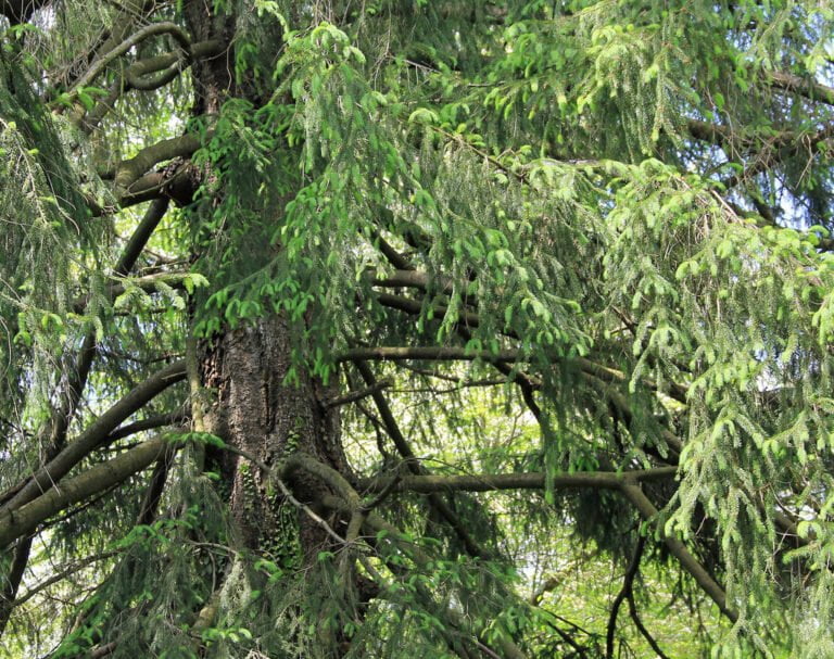 A dense view of a tree with thick branches and lush green needles, with some branches showing twists and intertwined growth patterns.