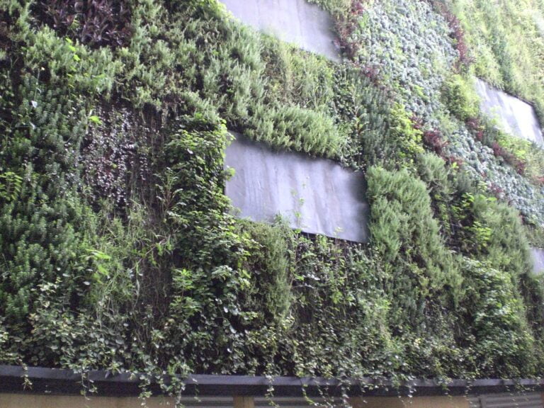 A vertical garden on a building's exterior wall with a variety of green plants and a couple of grey metal patches visible through the foliage.
