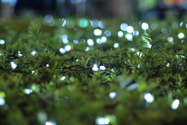 Lush greenery with twinkling lights scattered throughout, likely an evening or night scene.