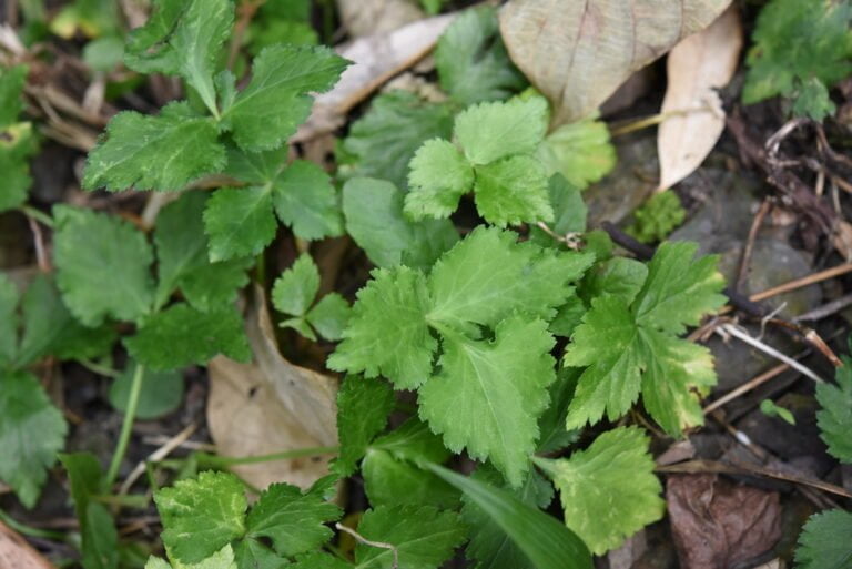 Close-up image of green, serrated leaves, possibly from a herb plant, growing among dry leaves and organic debris on the ground.