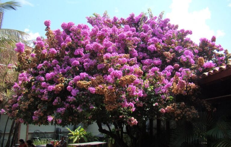 A large, lush bougainvillea with vibrant pink and purple blooms atop a terra cotta tiled roof, set against a clear blue sky with some palm foliage visible in the background.