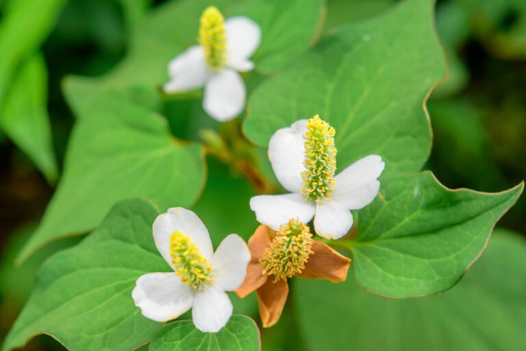 White flowers with prominent yellow stamens and large green leaves, possibly from the Houttuynia or Chameleon plant family.