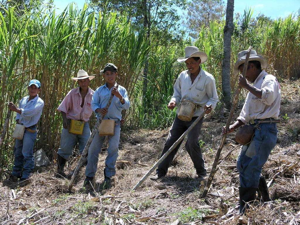 A group of five men with hats and work gear standing in a sugarcane field, with two of them holding machetes and others carrying buckets.