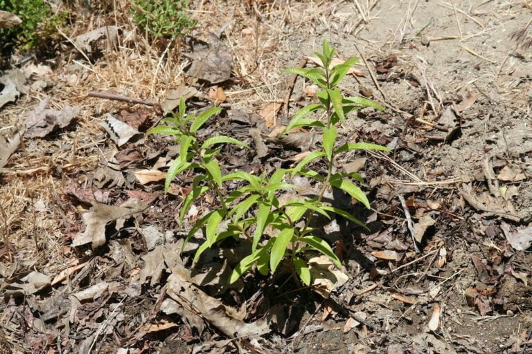 Young plants with elongated green leaves sprouting from a patch of soil and dried leaves under direct sunlight.