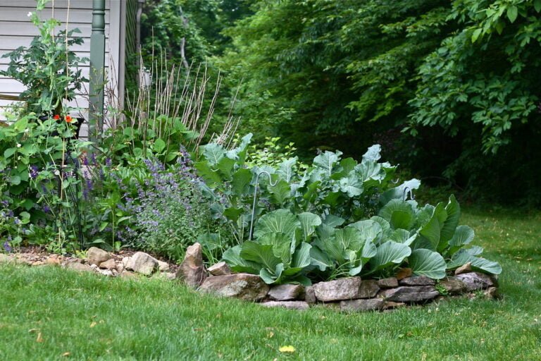 A verdant garden bed with a variety of plants, including purple flowers and large-leafed vegetables, edged with natural stones, set against a lush lawn and trees in the background.