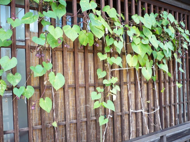 Heart-shaped green leaves of a climbing plant growing on a bamboo fence with a wooden window frame.