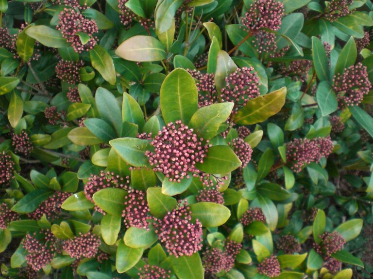 A close-up of a Skimmia Japonica plant with clusters of unopened pink buds and glossy green leaves.