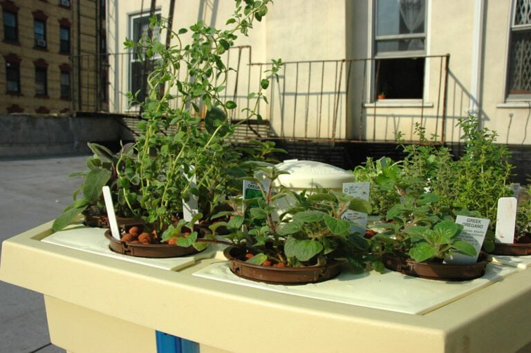 Assorted potted herbs on a container gardening system, with labels such as "Greek Oregano," against a backdrop of a building with windows and a balcony.