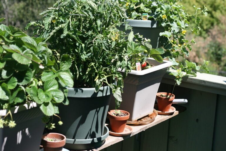 Various potted plants including tomatoes and strawberries growing on a sunny balcony garden.