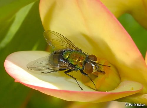 A colorful iridescent fly resting on the petal of a blooming flower.