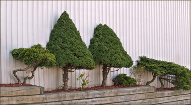 Three conical topiary trees with uniquely twisted trunks, growing in front of a corrugated metal wall, with a raised garden bed in the foreground.