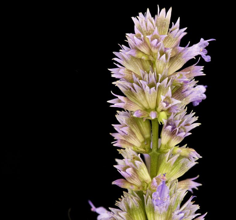 Close-up of a purple flower spike with multiple blossoms, against a black background.