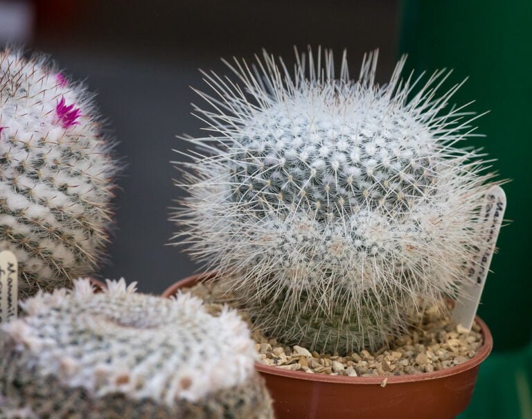 A close-up of a spherical white cactus with dense, long spines in a terracotta pot, with other cacti blurred in the background.