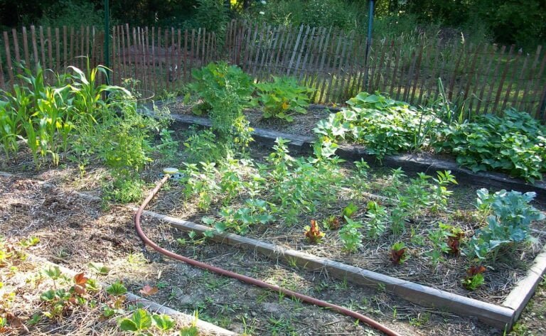 A home vegetable garden with raised beds containing various plants, mulched pathways, a wooden fence in the background, and a garden hose in the foreground.