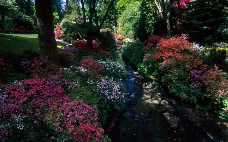 A lush garden with a variety of flowering shrubs in pink, white, and red alongside a meandering stream under a canopy of trees.