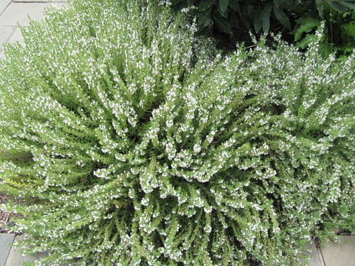 A dense bush of white-flowered heather plants.
