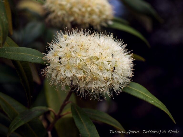 A close-up of a white fluffy flower cluster with dark green leaves in the background. Credit to Tatiana Gerus on Flickr.