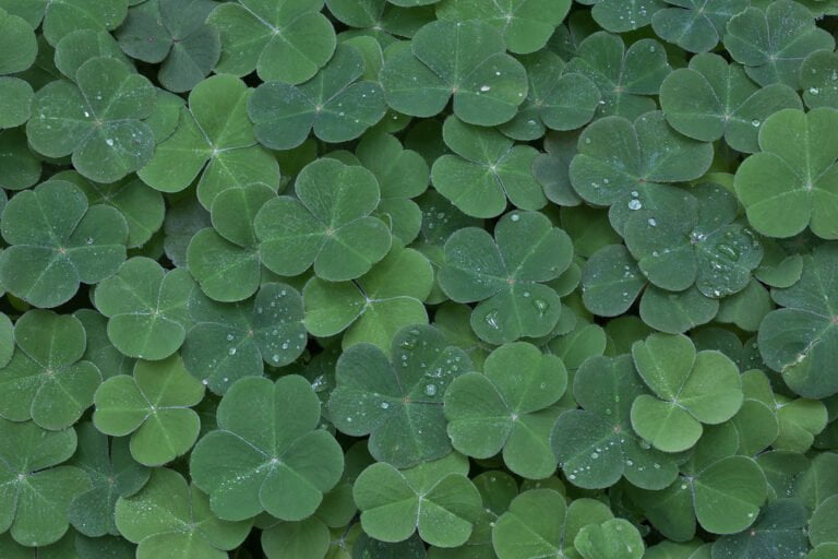 A dense cluster of green clover leaves with dewdrops on their surface.