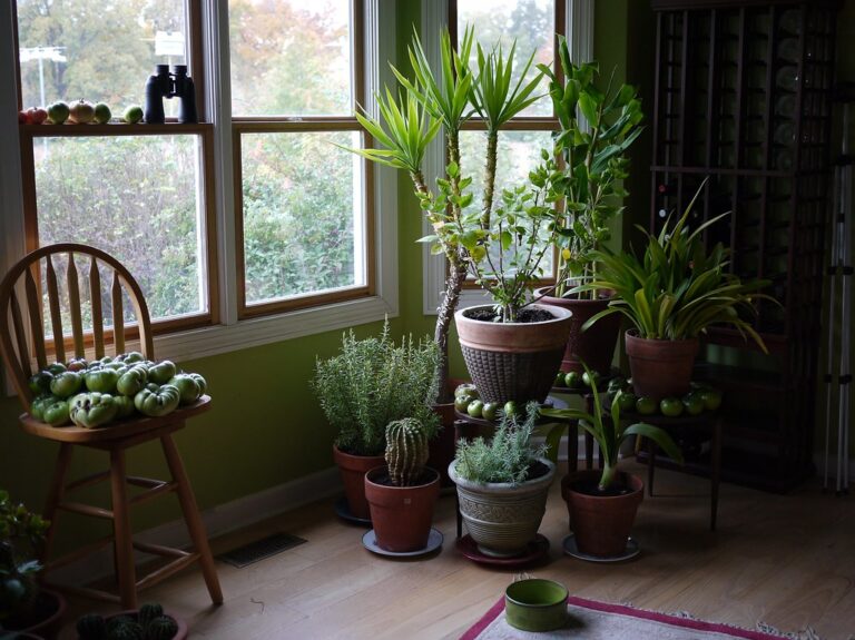 A cozy indoor space with various potted plants near a window, a wooden chair holding a pile of green tomatoes, and a decorative screen on the right side.