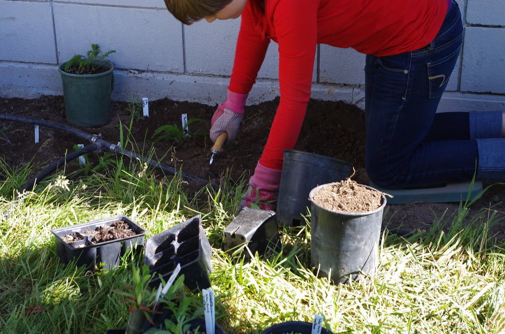 Exploring the Benefits of Planting Native Species and Creating a Native ...