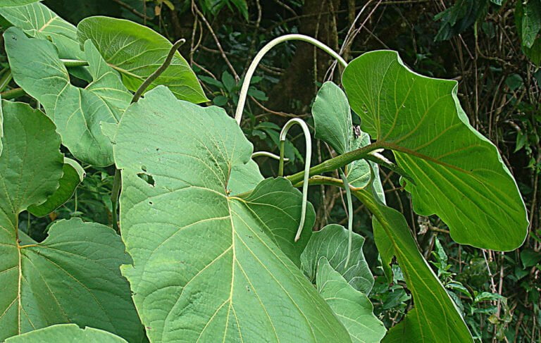 Close-up of large green leaves with prominent veins against a natural backdrop of dense foliage.