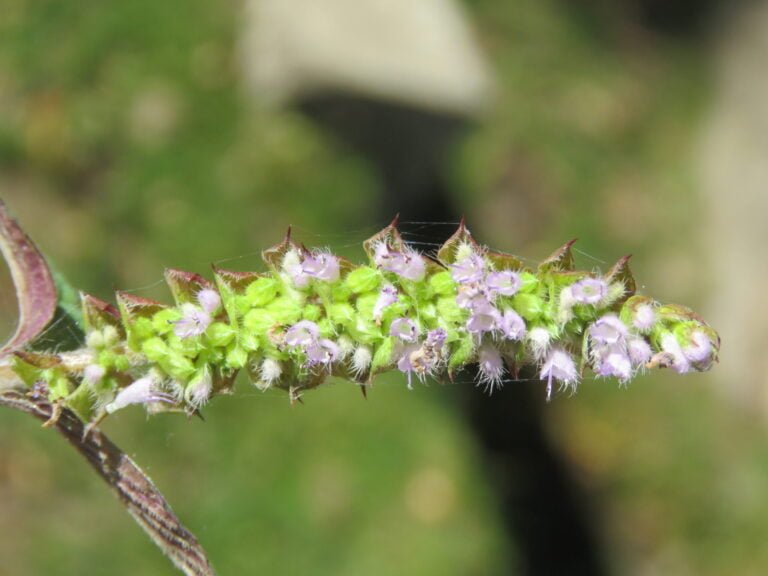 Close-up of a green plant stem with small purple flowers and tiny hairs, against a blurred natural background.
