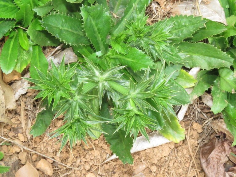 Green spiky plants growing in the soil with dry leaves scattered around.
