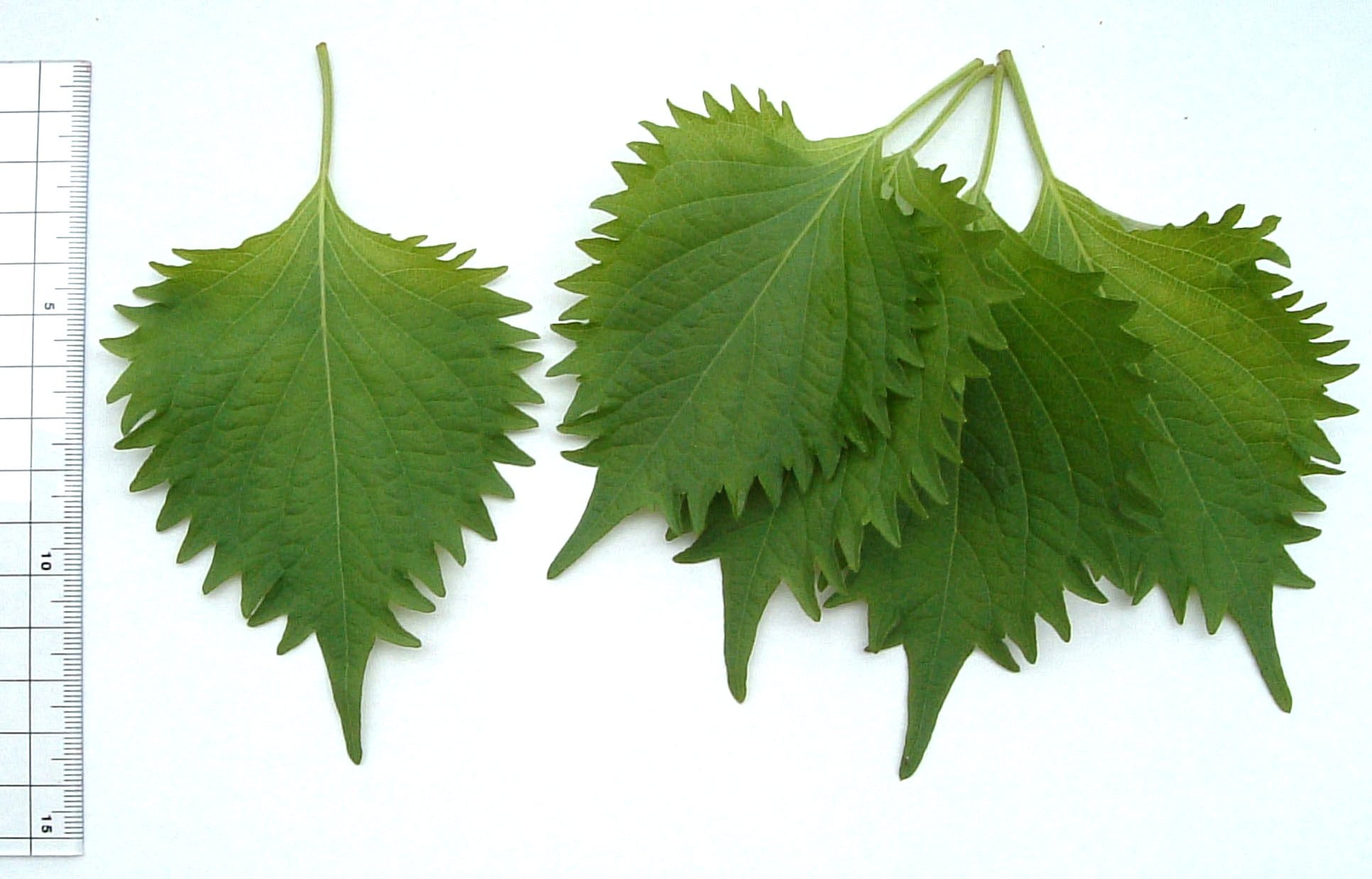 Three green grapevine leaves of different sizes spread out next to a ruler for scale on a white background.
