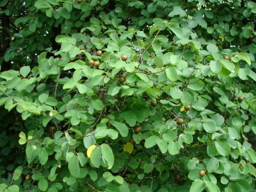 A dense foliage of green leaves with some small brown fruits and a single yellow fruit visible.