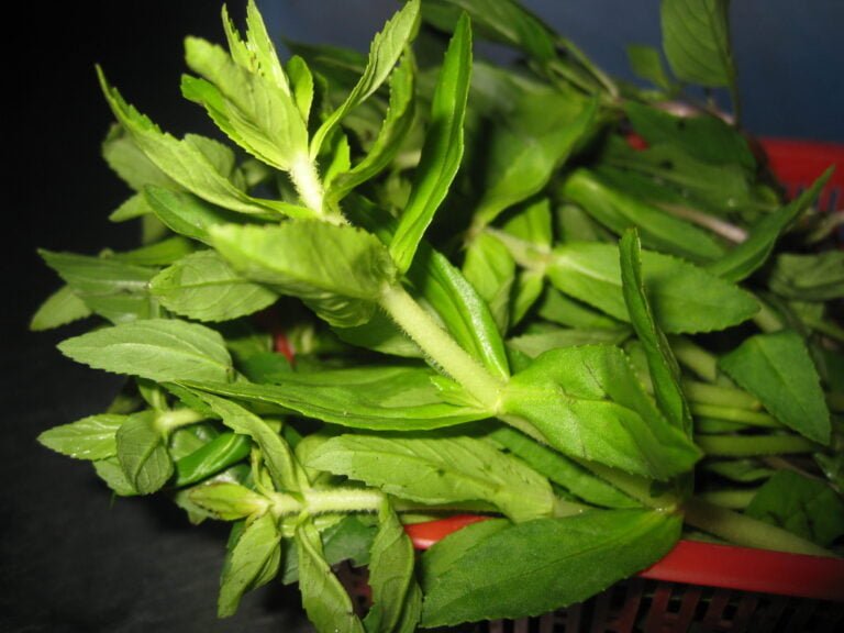 A close-up of fresh green herb leaves with stems, possibly mint or a similar variety, filling the frame and placed in a red basket on a dark surface.