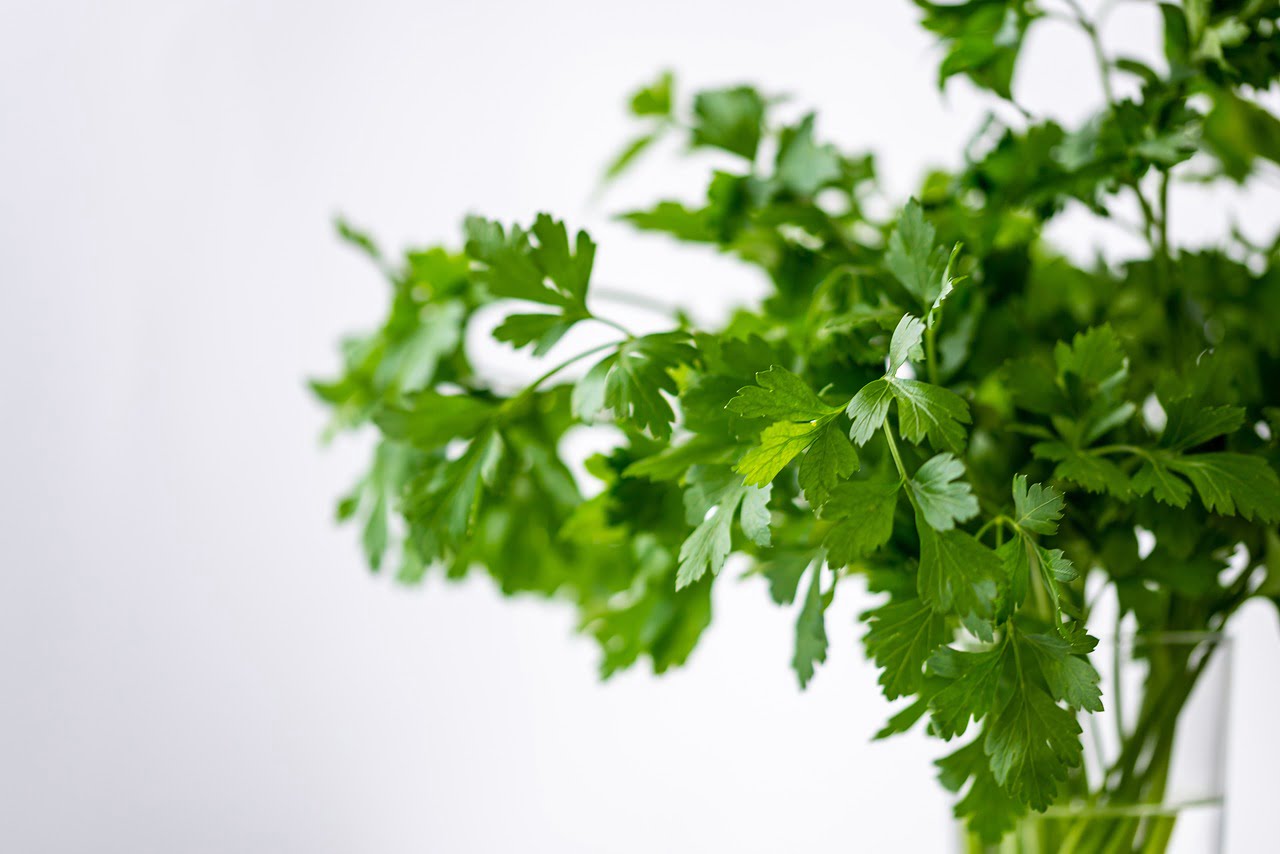 Fresh parsley bunch in a glass vase against a white background with a shallow depth of field.