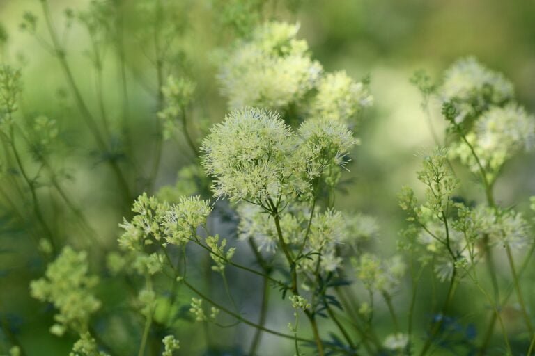 Clusters of delicate white flowers with fine, hair-like petals, seen amidst green foliage in a soft-focus natural background.