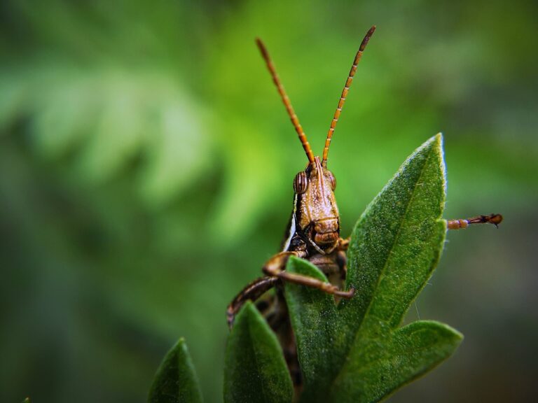 Close-up of a grasshopper peeking out from behind green leaves, with a focus on its head and antennae.