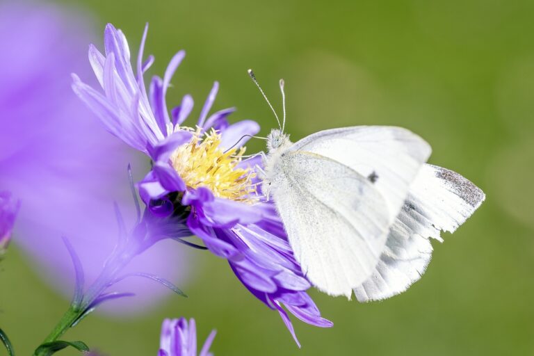 A white butterfly with black spots on its wings is perched on a blooming purple flower with a yellow center, set against a green background.