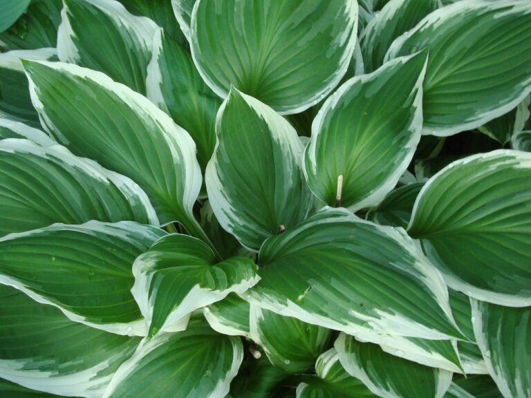 Close-up of hosta leaves with green and white variegation.
