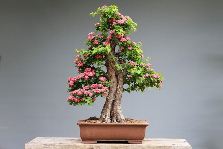A blooming bonsai tree with pink flowers in a brown pot, displayed on a wooden bench against a grey background.