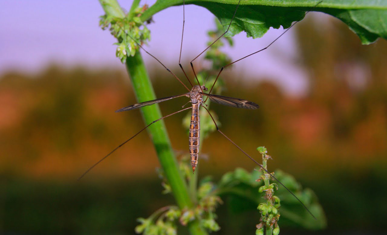 A crane fly perched on a green plant with blurry natural background.