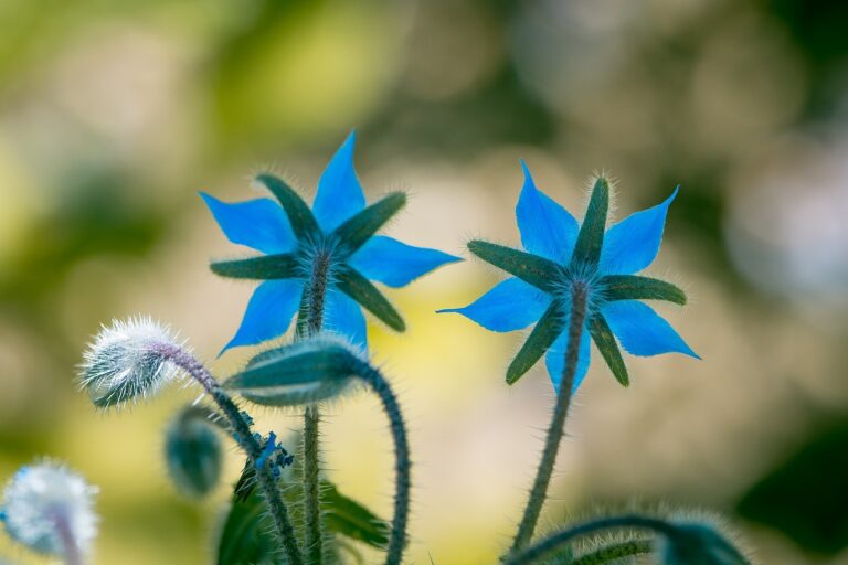 Vivid blue borage (starflower) blooms with hairy stems and unopened buds against a softly blurred green and yellow background.