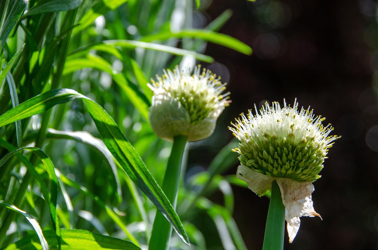 Two flowering onion plants with white blossoms and green stems, backlit by sunlight with a dark background.