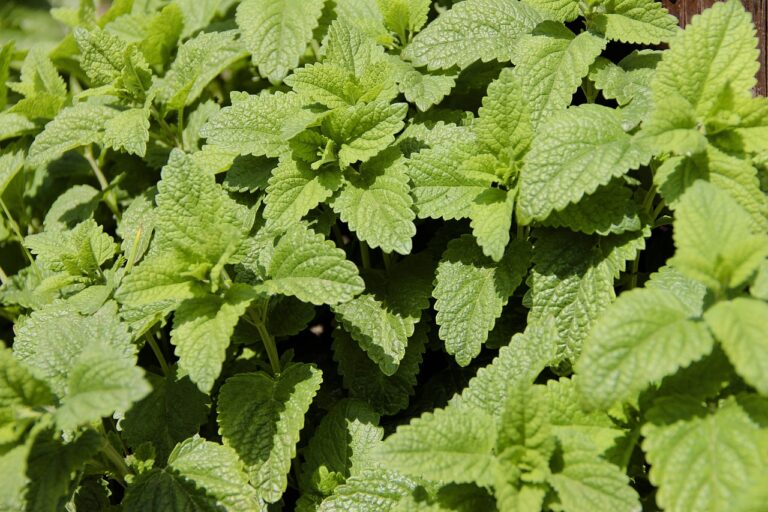 A close-up of fresh green lemon balm (Melissa officinalis) leaves in bright sunlight.