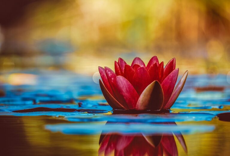 A vibrant red lotus flower floating on calm water with a soft focus background in warm tones and a clear reflection on the water's surface.